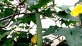 Sponge gourd creeper fruit Royalty Free Stock Photo