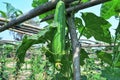 Sponge gourd: Egyptian cucumber or Vietnamese luffa Royalty Free Stock Photo