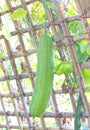 Sponge Gourd. Royalty Free Stock Photo