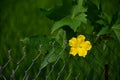 Sponge Gourd flower in garden