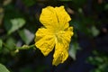 Sponge Gourd Flower or Luffa Cylindrica Flower in Garden