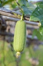 Sponge Gourd in garden