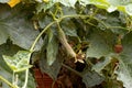 Sponge Gourd Plant Royalty Free Stock Photo