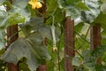 Sponge Gourd Plant Royalty Free Stock Photo