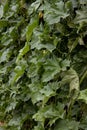 Sponge Gourd Plant Royalty Free Stock Photo