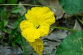 Sponge Gourd is a rampant, Gourds produce separate male and female flowers