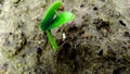 Sponge gourd seeds germination close up Royalty Free Stock Photo