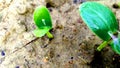 Sponge gourd seeds germination snap Royalty Free Stock Photo