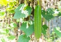 Sponge gourd, Smooth loofah, Vegetable sponge, Gourd towel, green fruit grows in the garden.