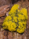 Sponge-like green and yellow fungus on old wood macro, selective focus, shallow DOF