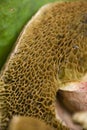 Sponge like mushroom gills Royalty Free Stock Photo