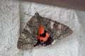 sponge moth with grey patterned wings hangs on a house wall