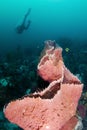 Sponge on the reef Royalty Free Stock Photo