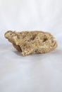 Sponge remains, phylum porifera group Royalty Free Stock Photo