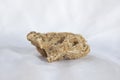 Sponge remains, phylum porifera group Royalty Free Stock Photo