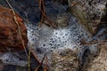 Sponge on the rocky surface close up, waste water, dirty water pollution, white bubbles on the surface and stone Royalty Free Stock Photo