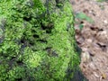 Sponge sandrock that covered by moss at the base of the shady forest. Royalty Free Stock Photo