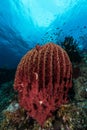 sponge on the slope of a coral reef with visible water surface and fish