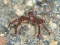 Sponge Spider Crab, Oncinopus Spp.. Lembeh, North Sulawesi