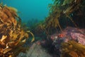 Sponge under brown stalked kelp