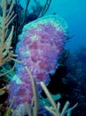 Sponge, Underwater Photograph