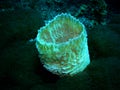 Sponge, Underwater Photograph