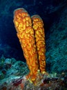 Sponge, Underwater Photograph