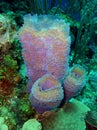 Sponge, Underwater Photograph