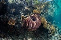 Sponges and Corals on Edge of Mangrove Forest Royalty Free Stock Photo