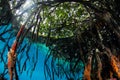 Sponges on Mangrove Prop Roots in Raja Ampat Royalty Free Stock Photo