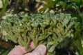 Sponges in hand Zanzibar, February 2019 Royalty Free Stock Photo