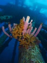 Sponges on Salt Pier