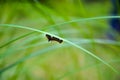 A spongy moth, euchaetes moth or lithosarctia witti moth climbing under the long leaf grass. Black hairy garden caterpilla Royalty Free Stock Photo