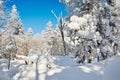 The spongy snow on the tree branch and blue sky Royalty Free Stock Photo