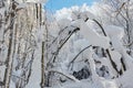 The spongy snow on the tree branch Royalty Free Stock Photo