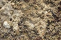 Spongy stone background of the sea floor Royalty Free Stock Photo