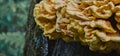 Spongy tree fungus on the bark of a pine tree against a blurred background Royalty Free Stock Photo