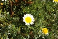 Spontaneous flower in canyon