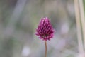 Spontaneous flowers that live in the hills