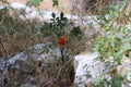 Spontaneous flowers that live in the hills