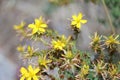 Spontaneous flowers that live in the hills