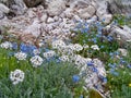 Spontaneous flowers under the rocks of the Dolomites in upper Italy