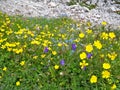 Spontaneous flowers under the rocks of the Dolomites in upper Italy