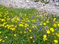 Spontaneous flowers under the rocks of the Dolomites in upper Italy