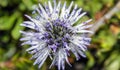 a spontaneous globularia cordifolia