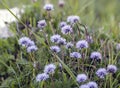 A spontaneous globularia cordifolia