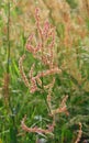 spontaneous herb called sorrel or Rumex Acetosa