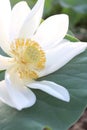 spontaneous white lotus Royalty Free Stock Photo