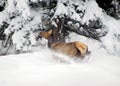 Spooked elk in snow Royalty Free Stock Photo