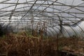 Spooky abandoned greenhouse with overgrown plants, mysterious space